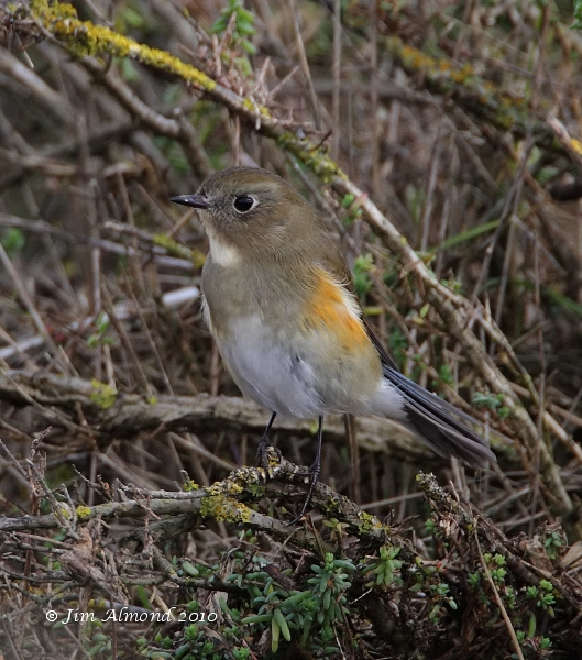 Red flanked Bluetail Burnham Overy 11 10 10 IMG_2530